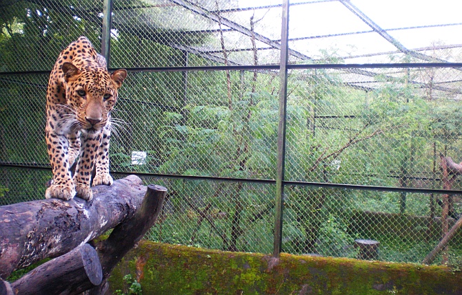 Manikdoh is the only rehabilitation center in India exclusively for leopards