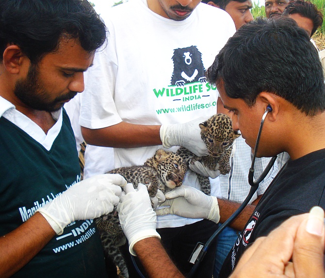 A team of doctors examines leopard cubs