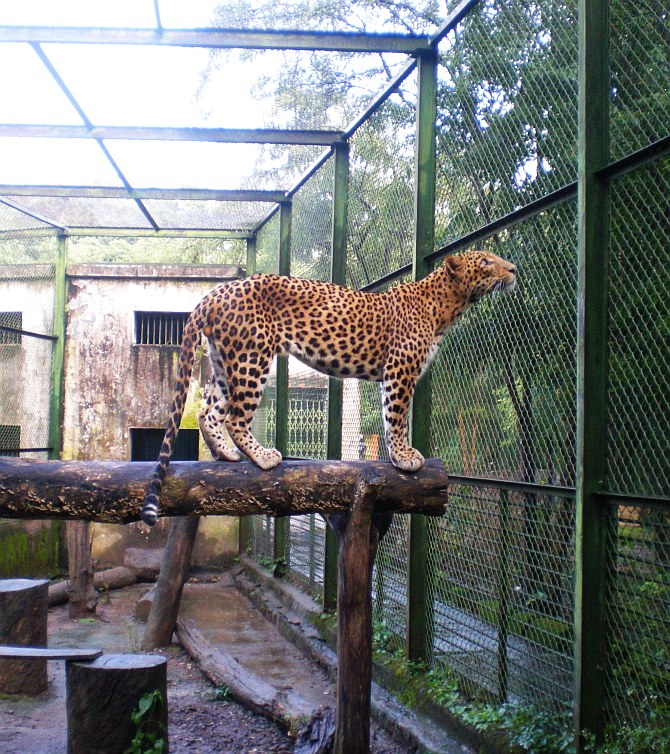 A recovering leopard at the centre