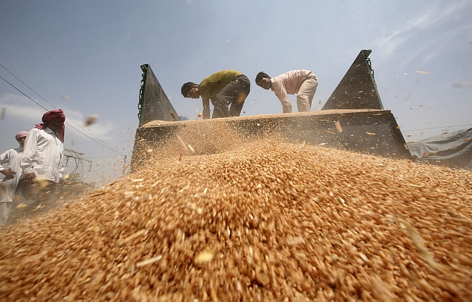 Labourers unload wheat from a tractor trolley at a wholesale grain market on the outskirts of Amritsar