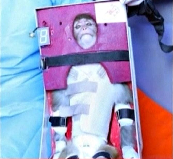 A still image from an undated video footage released by Iran's state-run English language Press TV shows a monkey that was launched into space.