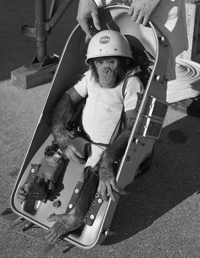 Chimpanzee 'Ham' in space suit is fitted into the biopack couch of the Mercury-Redstone 2 capsule prior to its test flight which was conducted on January 31, 1961.