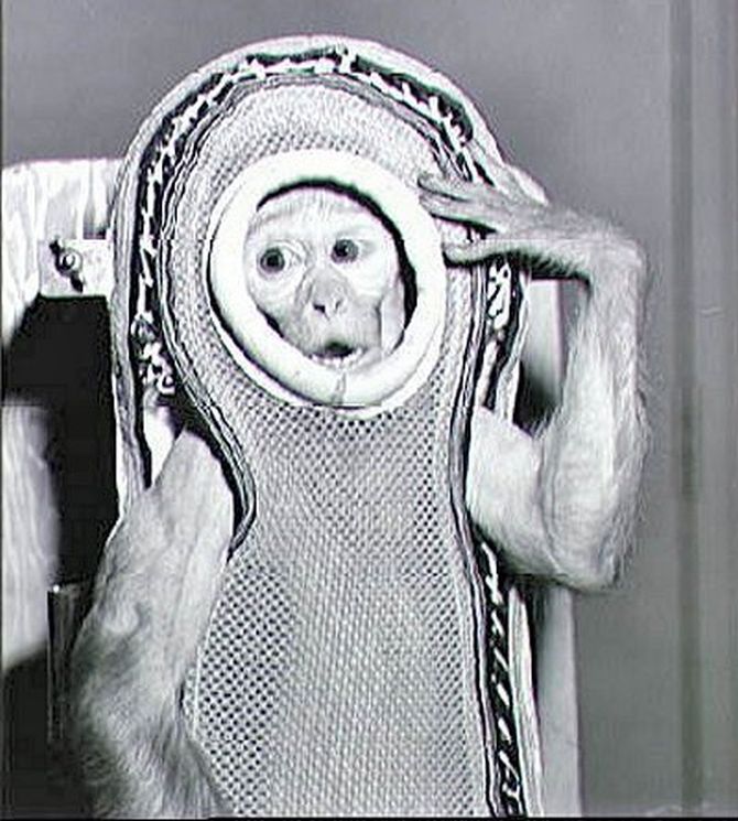 A rhesus monkey named Sam, is seen encased in a model of the Mercury fiberglass contour couch.