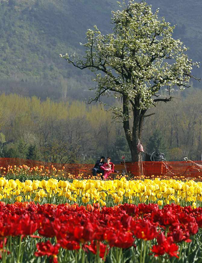 Kashmir's famous tulip garden in Srinagar.