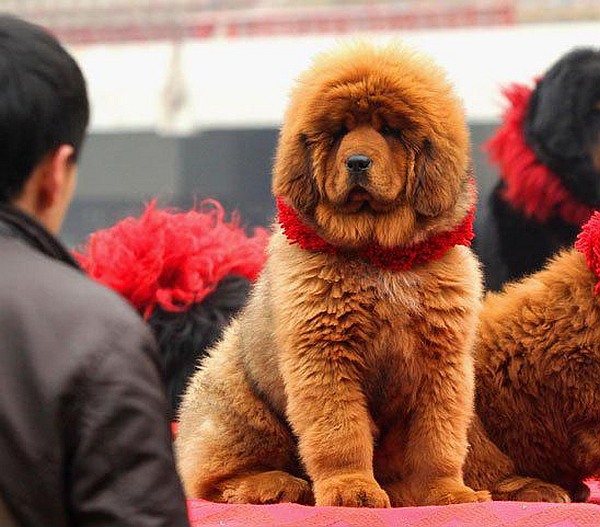 This Tibetan mastiff puppy was sold for $2 million