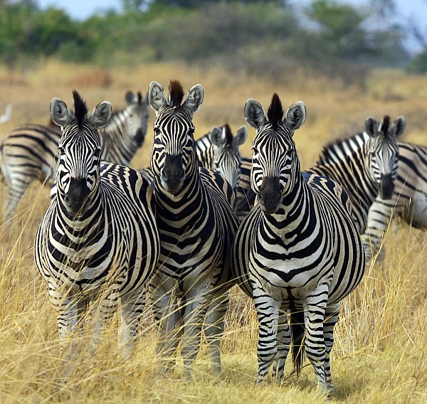 How and why zebras got their stripes