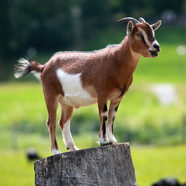 Goats are intelligent animals after all