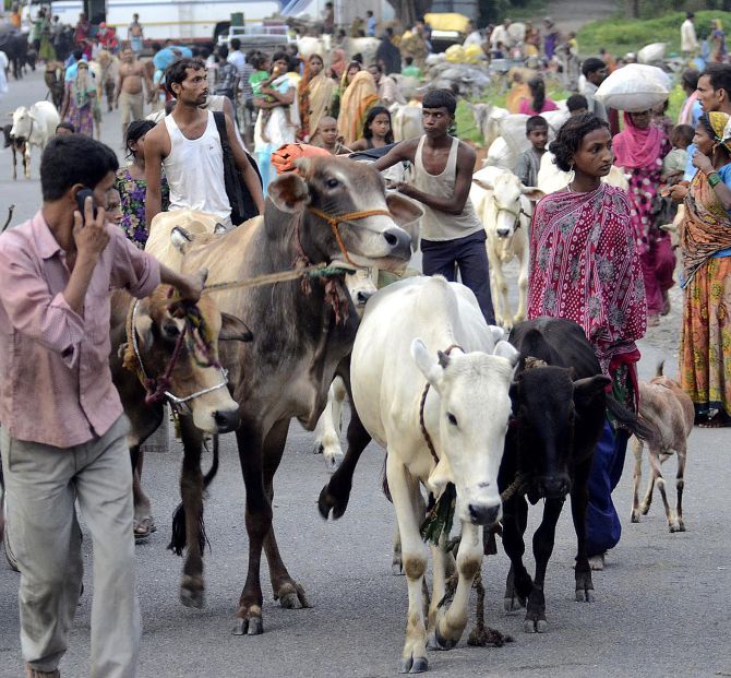 Villagers move with their belongings and cattle to relief camps at Supaul district, Bihar.