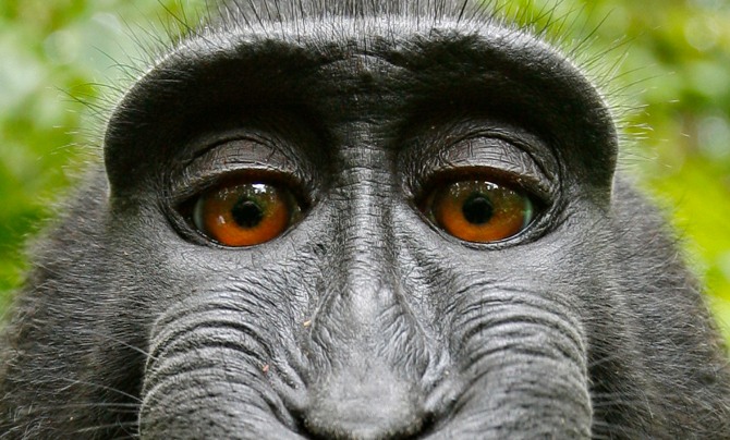 Monkey caught in copyright war over selfie