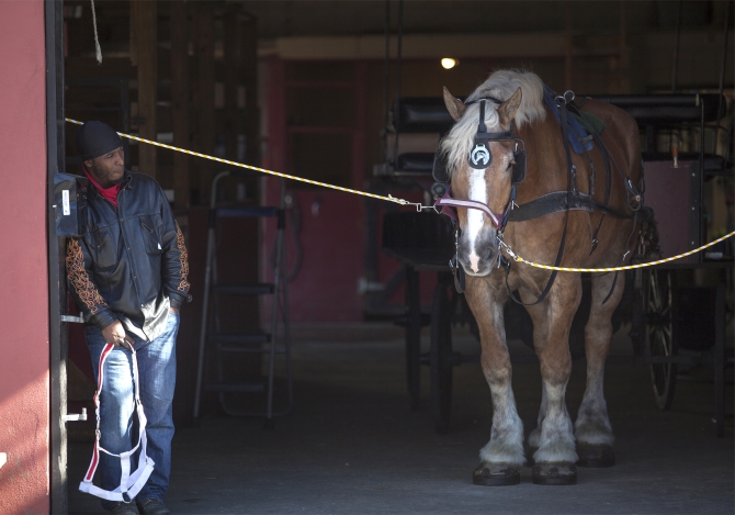 Barn hand Sean Williams waits for clients at Olde Towne Carriage in downtown  Charleston, South Carolina. 