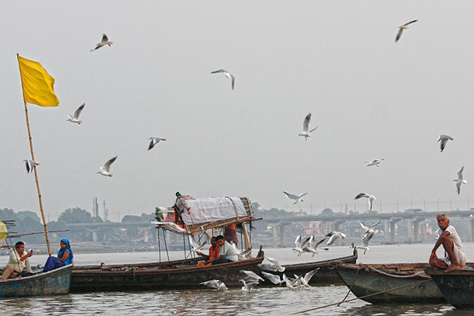 Siberian migratory birds being fed by the devotees