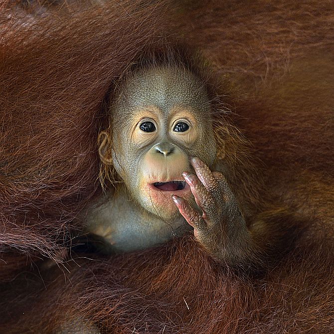 A baby Orang Utan peeking out from his mother's embrace.