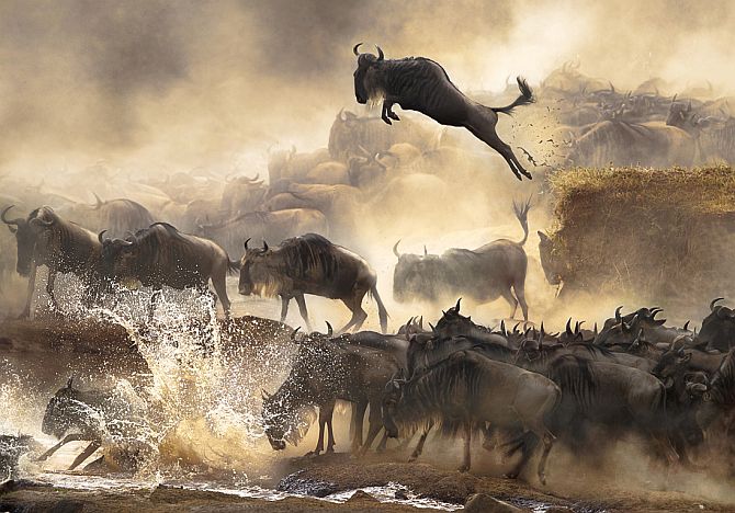 In July each year, this heart-pounding scene of wildebeests migration repeats itself in Kenya. It's nature's most dramatic moment!
