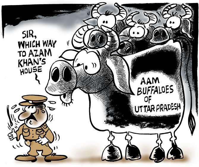 Uttam's Take: The AAM buffaloes of Uttar Pradesh