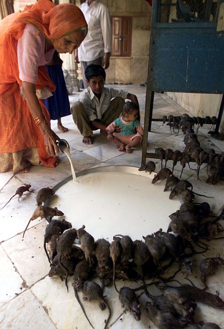A devotee pours an offering of milk for rats at the Karni Mata temple in Deshnoke.