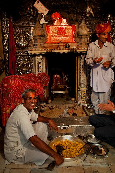 While rats eat prasad, priests smile at Karni Mata temple