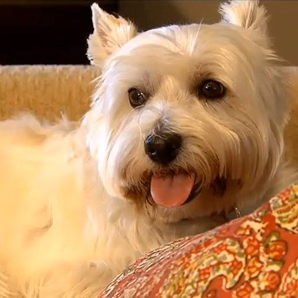 Dog files to run for mayor of US city