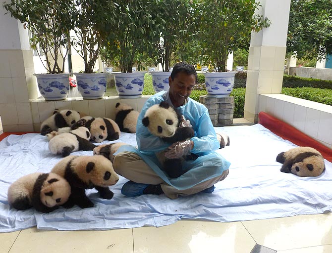M Sanjayan with baby pandas at the Wolong breeding centre in China