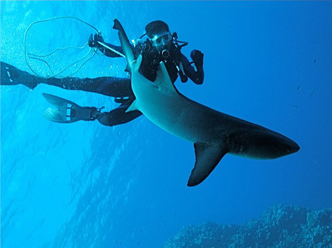 Trailing a shark in the Coral Sea, Australia.