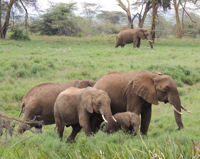 Elephants in northern Kenya.