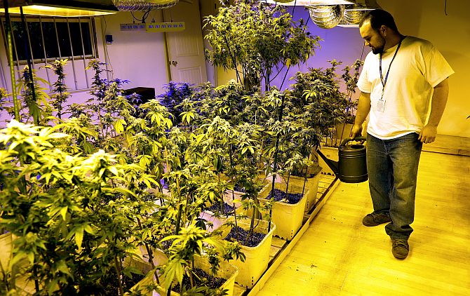 Joe Rey, a grower at 3D Cannabis Center, waters marijuana plants at the company facility in Denver