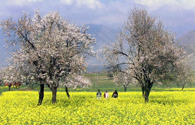 A mustard field with apricot trees in Kanibal on the outskirts of Srinagar.