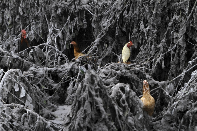 Chickens are seen in the midst of plants covered by ash from Mount Sinabung near Sigarang-Garang village in Karo district, Indonesia's North Sumatra province.