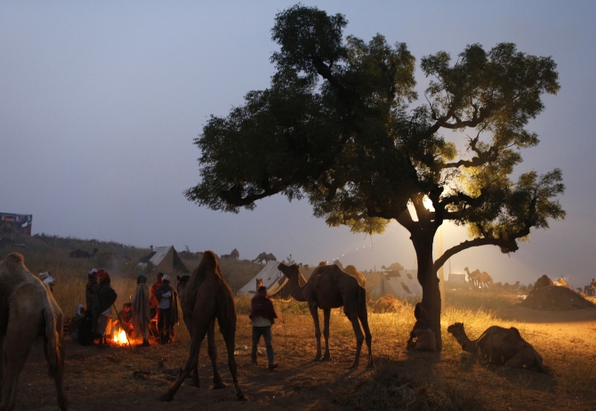 A group of camel traders warms themselves by a fire near a herd of camels early morning at the Pushkar Fair in Rajasthan. 
