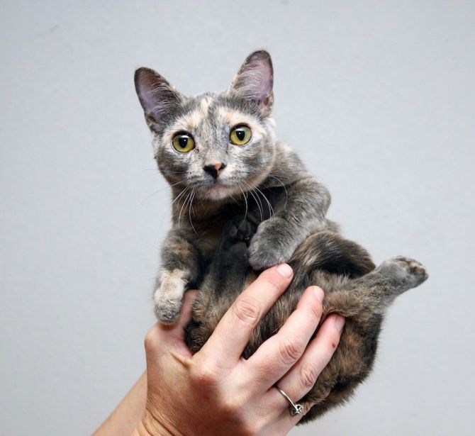 World's 'smallest ever cat' stands just 5 inches tall