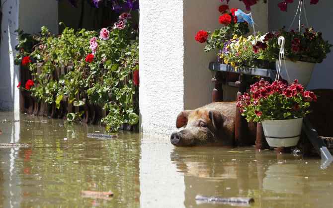 Photos: Animals caught in the fury of floods