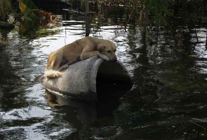 Photos: Animals caught in the fury of floods