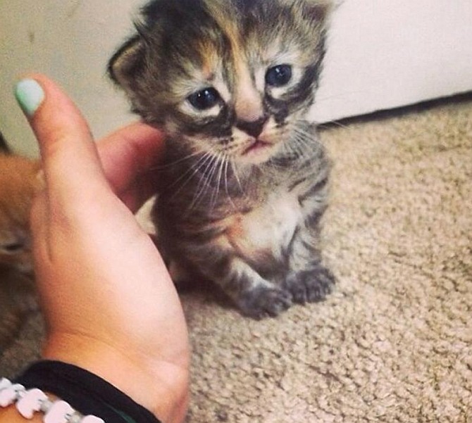 This cat is 'purr'manently sad!