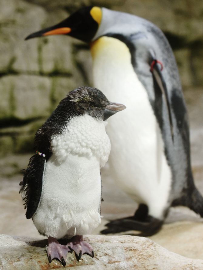 Singapore bans book based on Central Park Zoo's 'gay' penguins
