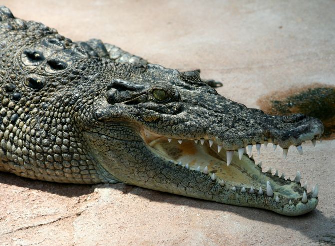 Mexican mayor marries crocodile