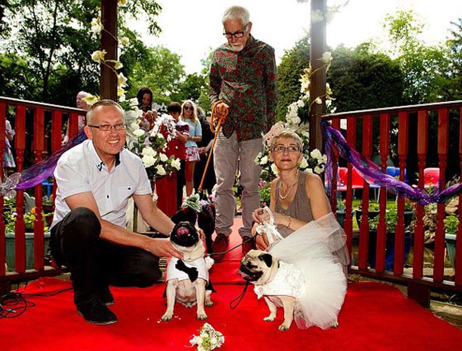 Pugs in love tie the knot