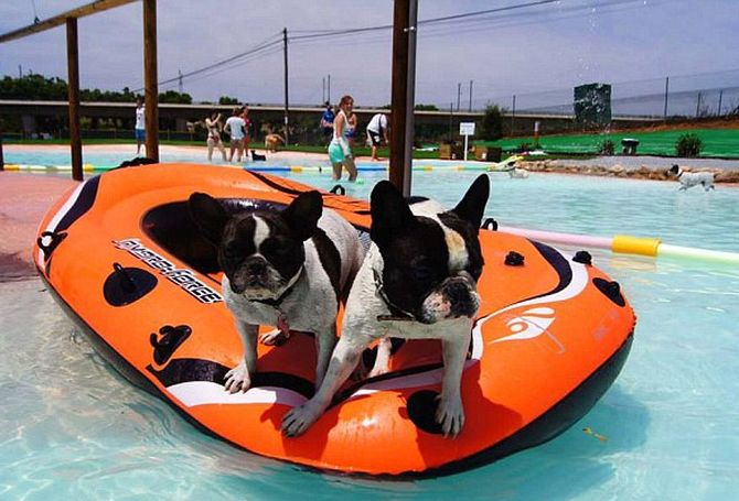 First swimming pool just for canines opens in Spain