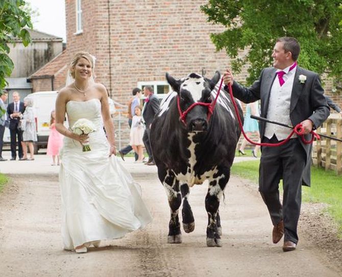 Couple gets married after being set up by a cow