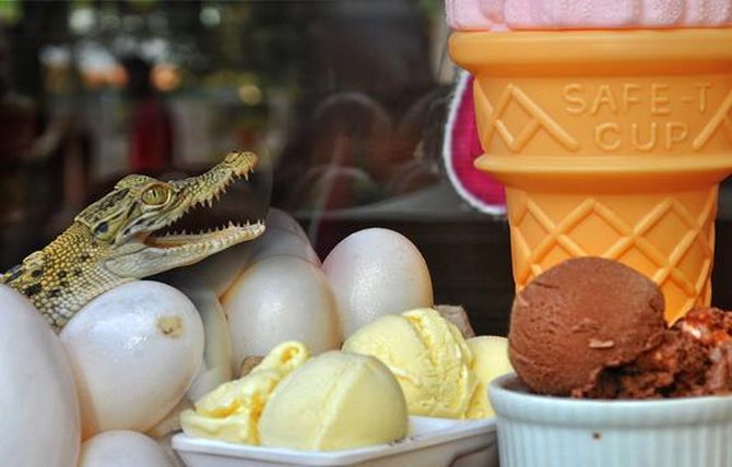 Restaurant serves crocodile ice-cream