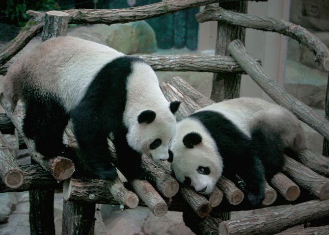 Pandas banned from predicting World Cup scores