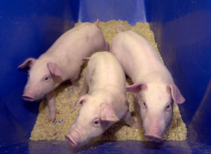 Pigs snuck into Ugandan parliament