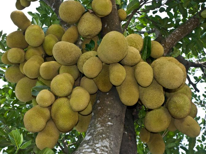 Delhi cops hunt for neta's missing jackfruits