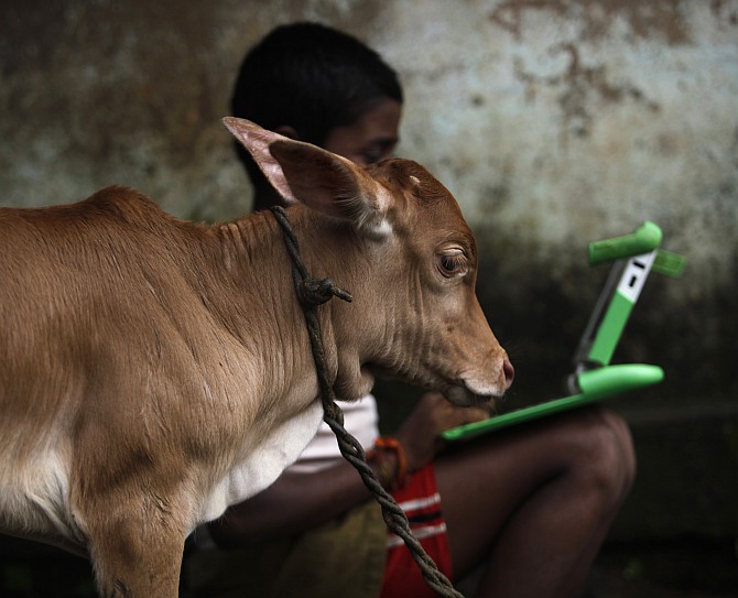 A schoolboy uses a laptop provided to him under 'one laptop per child' project by non-governmental organisation as a calf stands near in a primary state-run school 