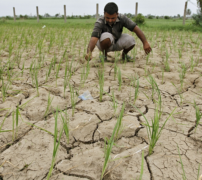 A farmer removes dried plants from his parched paddy field at Narimanpura village, on the outskirts of Ahmedabad