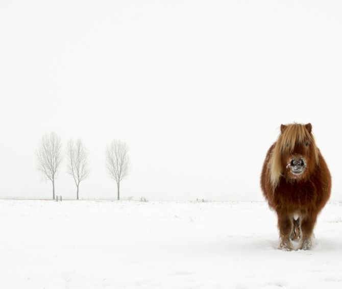 Winner 'Nature and Wildlife': 'The Cold Pony' by Gert van den Bosch, Netherlands