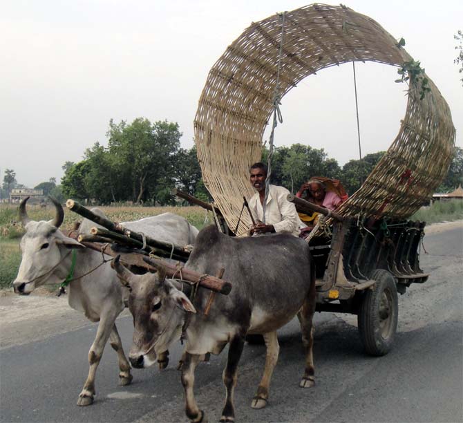A bullock cart carries a bamboo container used to store wheat on the road to Gandaman.