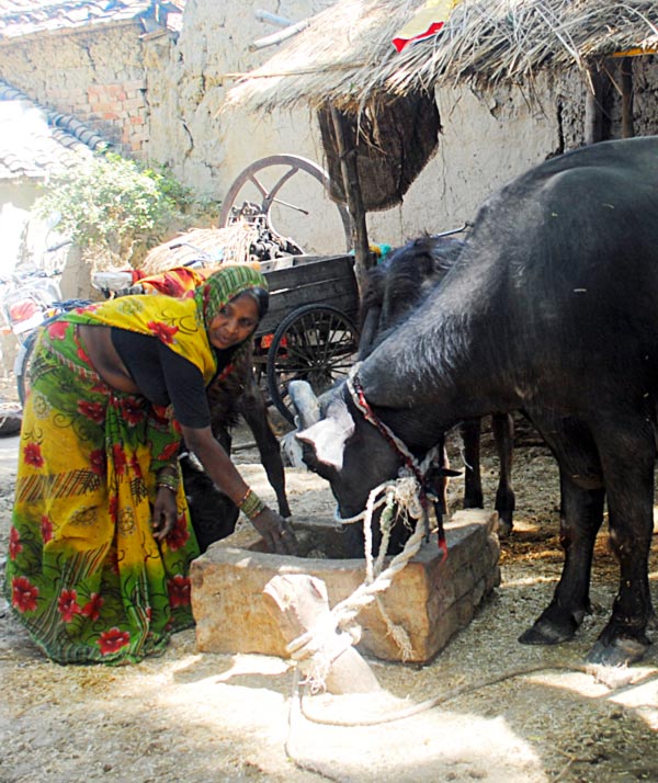Savitridevi with the buffalo she bought with a loan from a self-help group. She is the sole earning member in the family of six.