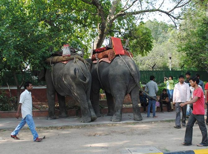 The elephants that have been brought, in case Modi arrives at the BJP headquarters.