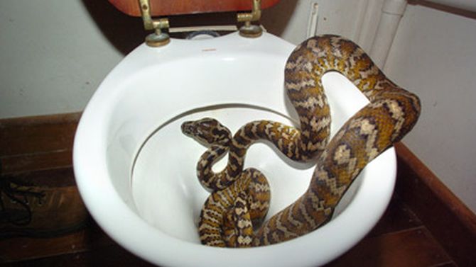 The snake was found in the woman's master bathroom.