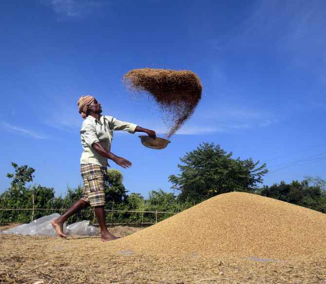 A farmer winnows paddy crops at a field on the outskirts of Agartala in Tripura