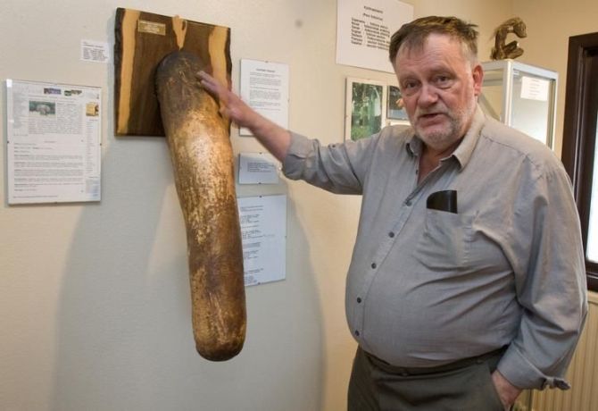 Sigurdur Hjartarson, owner and founder of the Icelandic Phallological Museum, poses next to a stuffed elephant penis at the museum.